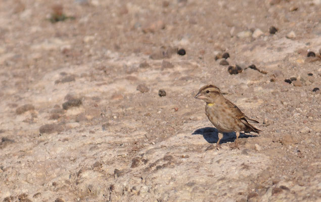 STEINSPERLING, ROCK SPARROW, PETRONIA PETRONIA