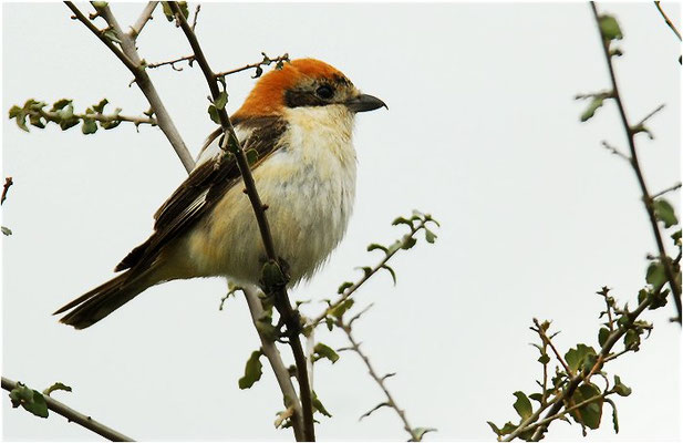 ROTKOPFWÜRGER, WOODCHAT SHRIKE, LANIUS SENATOR