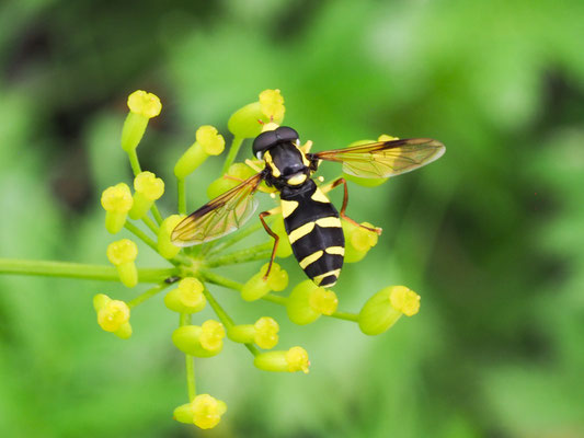 XANTHOGRAMMA PEDISSEQUUM, SPÄTE GELBRANDSCHWEBFLIEGE