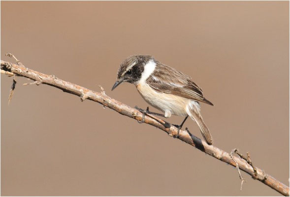 KANARENSCHMÄTZER, FUERTEVENTURA STONECHAT, SAXICOLA DACOTIAE
