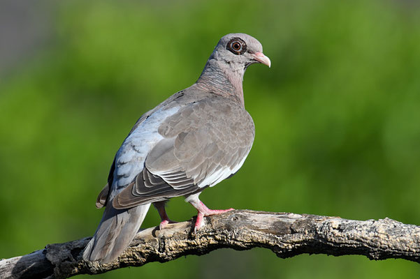 NACKTAUGENTAUBE, BARE-EYED PIGEON, PATAGIOENAS CORENSIS 