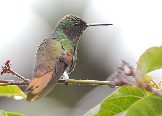 Beryllamazilie, Berylline hummingbird, Amazilia beryllina