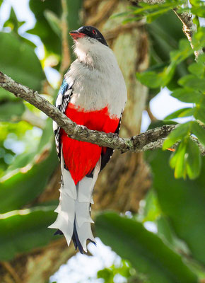 Der Nationalvogel Kubas, der Kubatrogon.
