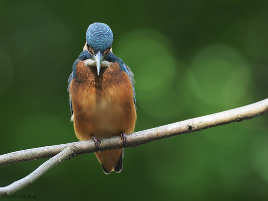 EISVOGEL, COMMON KINGFISHER, ALCEDO ATTHIS