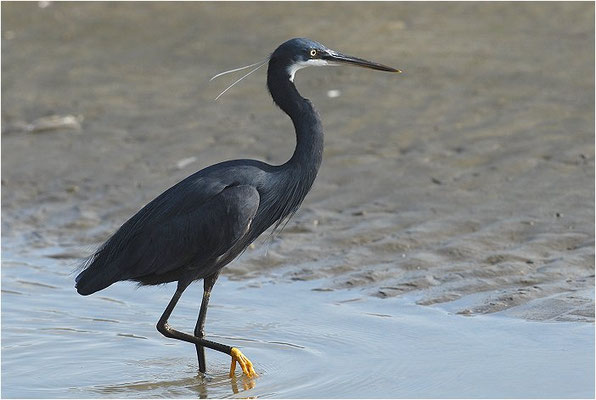 KÜSTENREIHER, WESTERNREEF HERON, EGRETTA GULARIS