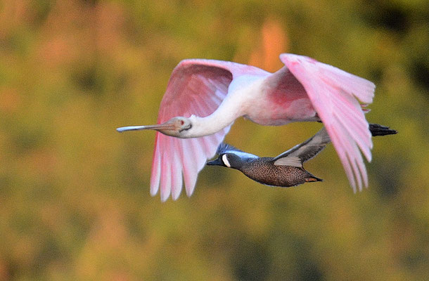 ROSALÖFFLER, ROSEATE SPOONBILL, PLATALEA AJAJA