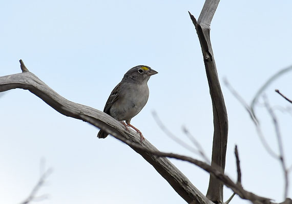 WACHTELAMMER, GRASSLAND SPARROW, AMMODRAMUS HUMERALIS