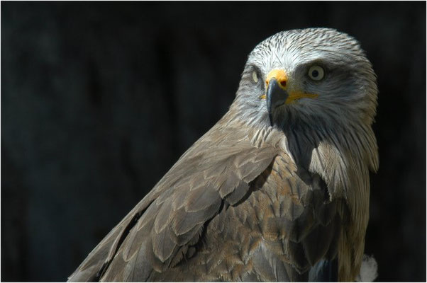 SCHWARZMILAN, BLACK KITE, MILVUS MIGRANS
