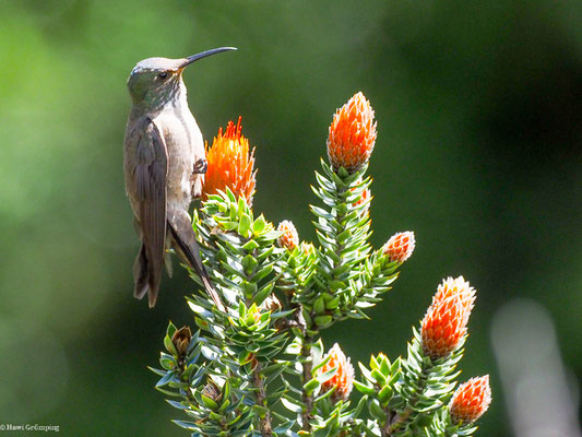 ECUADOR-ANDENKOLIBRI,ECADORIAN HILLSTAR - OREOTROCHILUS CHIMBORAZO