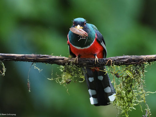 MASKENTROGON, MASKED TROGON - TROGON PERSONATUS