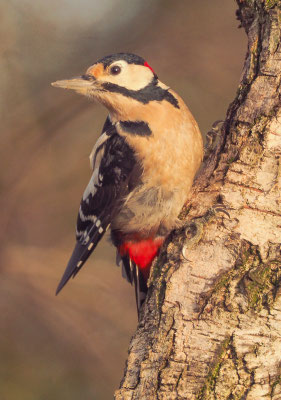 BUNTSPECHT, GREAT SPOTTED WOODPECKER, DENDROCOPOS MAJOR