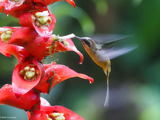 ORANGEBAUCH-SCHATTENKOLIBRI, TAWNY-BELLIED HERMIT,  - PHAETORNIS SYRMATOPHORUS