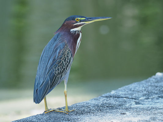 Die kleinen Grünreiher findet man in der Karibik häufig.