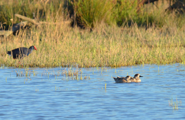 MARMELENTE, MARBLED DUCK, MARMARONETTA ANGUSTIROSTRIS