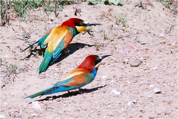 BIENENFRESSER, EUROPEAN BEE-EATER, MEROPS APIASTER