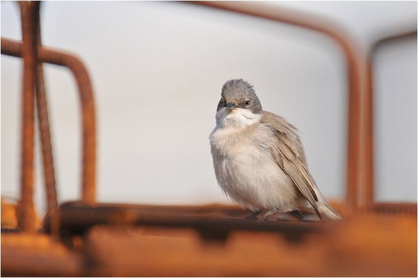 KLAPPERGRASMÜCKE, LESSER WHITETHROAT, SYLVIA CURRUCA