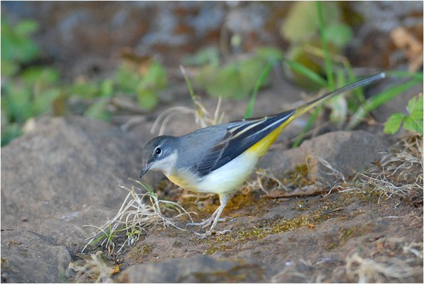 GEBIRGSSTELZE, GREY WAGTAIL, MOTACILLA CINEREA