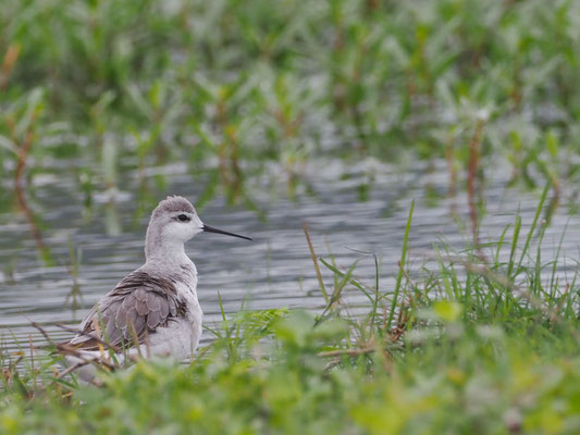 Wilson´s Wassertreter, Wilson´s Phalarope - Phalaropus tricolor