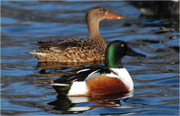 LÖFFELENTE, SHOVELER, ANAS CLYPEATA