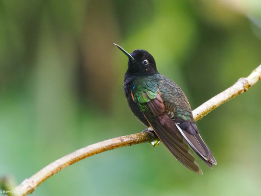 HYAZINTHKOLIBRI, VELVET-PURPLE CORONET - BOISSONNEAUA JARDINI