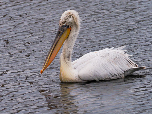 Krauskopfpelikan, Dalmatian Pelican - Pelecanus crispus