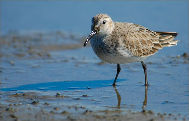 ALPENSTRANDLÄUFER, DUNLIN, CALIDRIS ALPINA