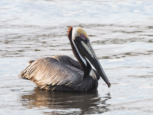 BRAUNER PELIKAN, BROWN PELICAN - PELECANUS OCCIDENTALIS