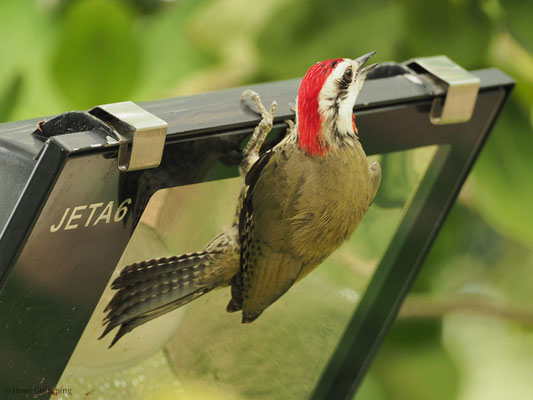 KUBA-GRÜNSPECHT, CUBAN GREEN WOODPECKER, XIPHIDIOPICUS PERCUSSUS