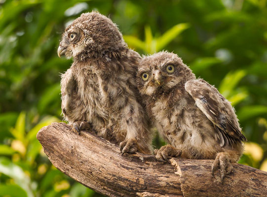 STEINKAUZ, LITTLE OWL , ATHENE NOCTUA