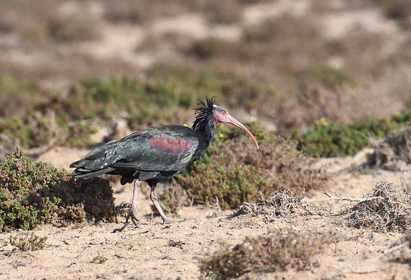 WALDRAPP, BALD IBIS, GERONTICUS EREMITA