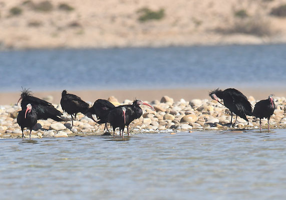WALDRAPP, BALD IBIS, GERONTICUS EREMITA