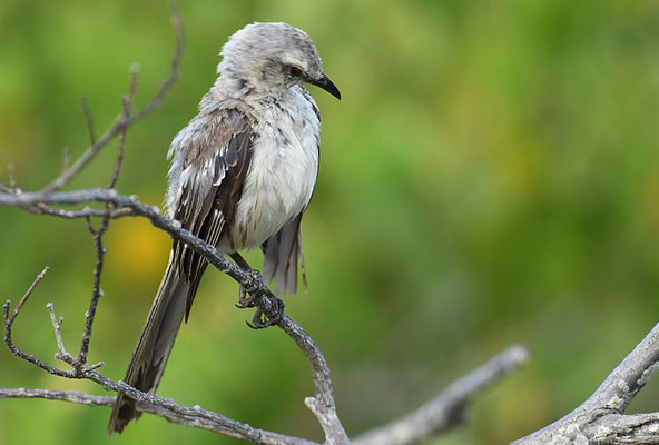 Campos-Spottdrossel, Chalk-browed mockingbird, Mimus saturninus