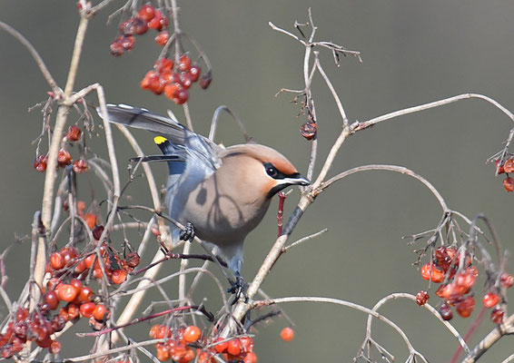 SEIDENSCHWANZ, WAXWING, BOMBYCILLA GARRULUS