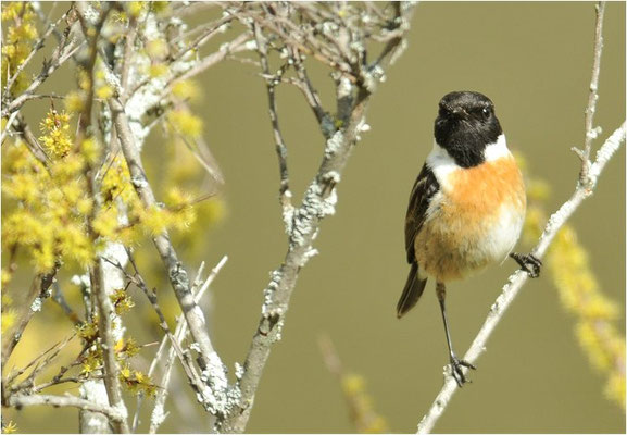 SCHWARZKEHLCHEN, STONECHAT, SAXICOLA TORQUATUS