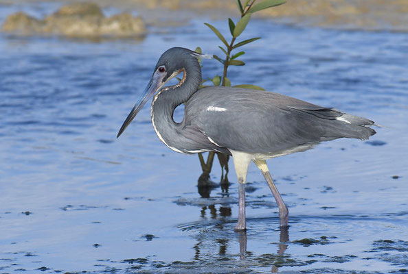DREIFARBENREIHER TRICOLORES HERON, EGRETTA TRICOLOR