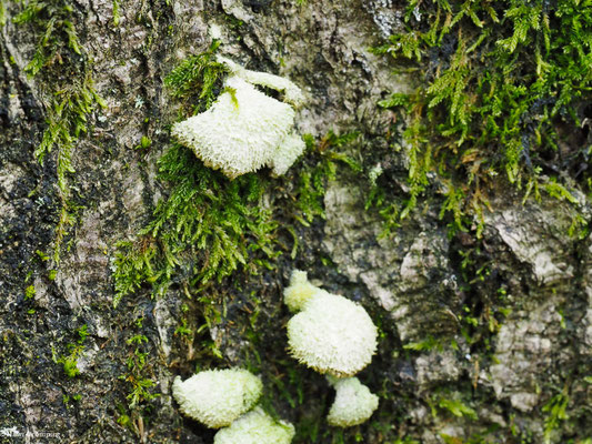 Gemeiner Spaltblättling - Schizophyllum commune