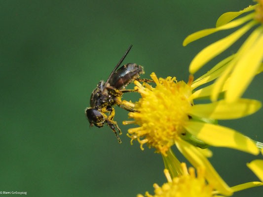 GRÖSSERE ERZSCHWEBFLIEGE, CHEILOSIA BERGENSTAMM