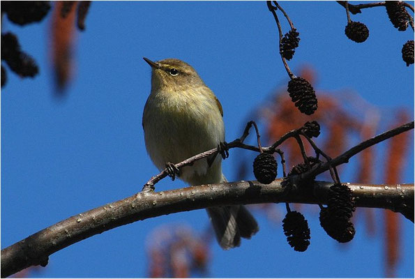 ZILPZALP, CHIFFCHAFF, PHYLLOSCOPUS COLLYBITA