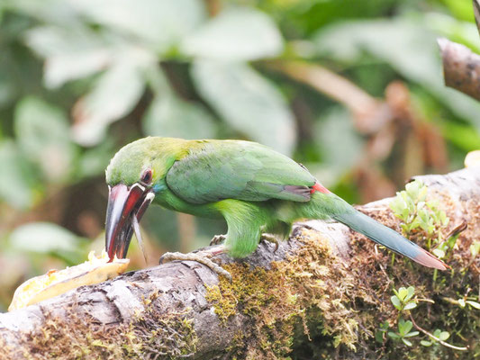 Blutbürzelarassari, Crimson-rumped Toucanet - Aulacorhynchus haematopygus
