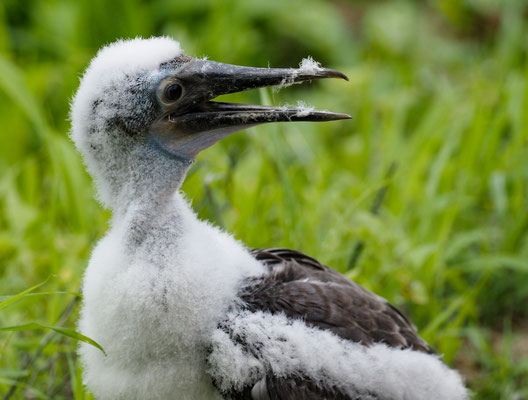 BLAUFUSSTÖLPEL, BLUE-FOOTED BOOBY - SULA NEBOUXII