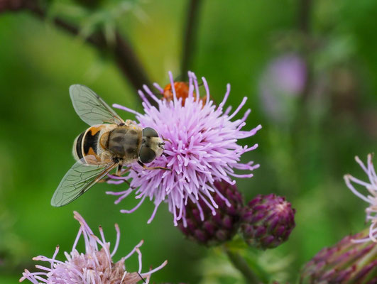 KLEINE KEILFLECKSCHWEBFLIEGE, ERISTALIS ARBUSTORUM