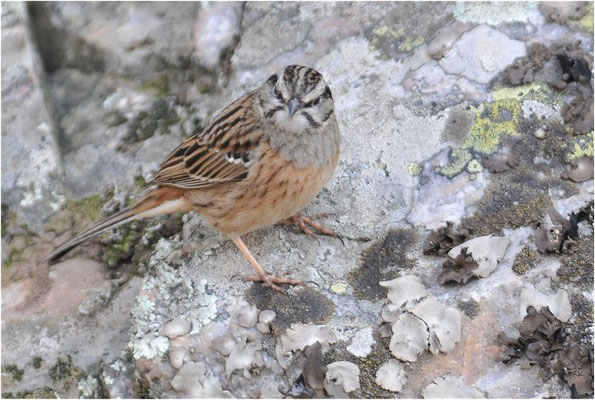 ZIPPAMMER, ROCK BUNTING, EMBERIZA CIA