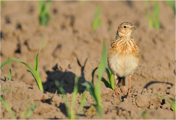 FELDLERCHE, SKYLARK, ALAUDA ARVENSIS