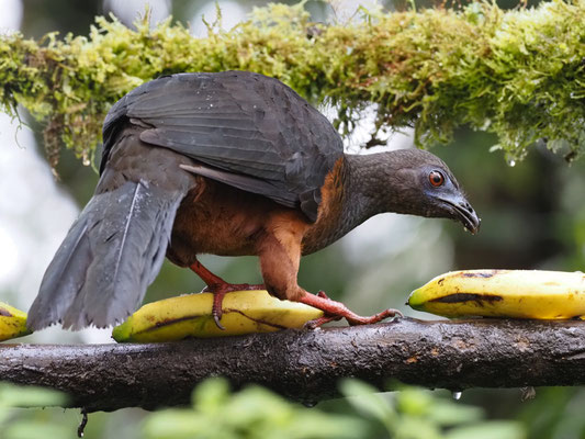 SICHELGUAN, SICKLE-WINGED GUAN - CHAMAEPETES GOUDOTII