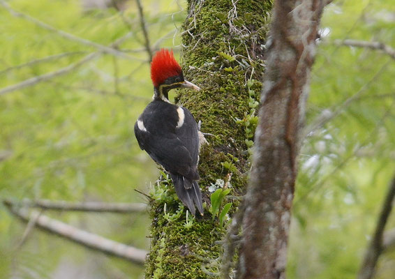 LINIENSPECHT, LINEATED WOODPECKER, DRYOCOPUS LINEATUS