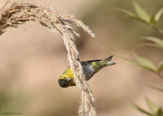 ERLENZEISIG, SISKIN, CARDUELIS SPINUS