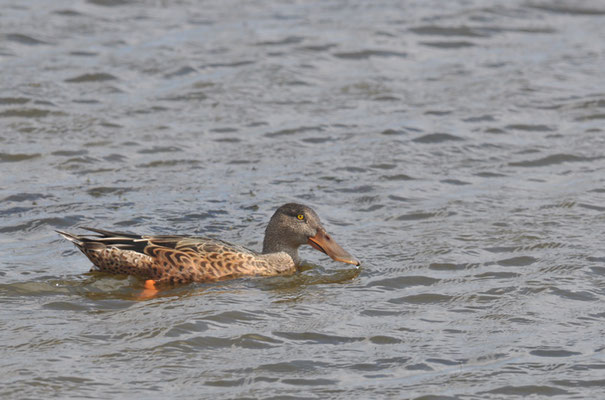 LÖFFELENTE, SHOVELER, ANAS CLYPEATA