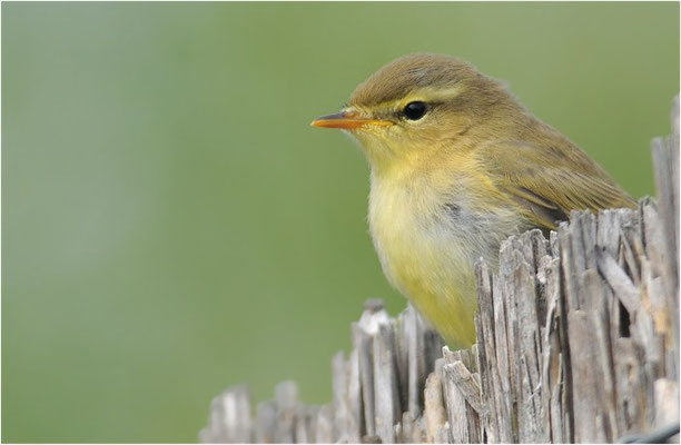 FITIS,  WILLOW WARBLER, PHYLLOSCOPUS TROCHILUS