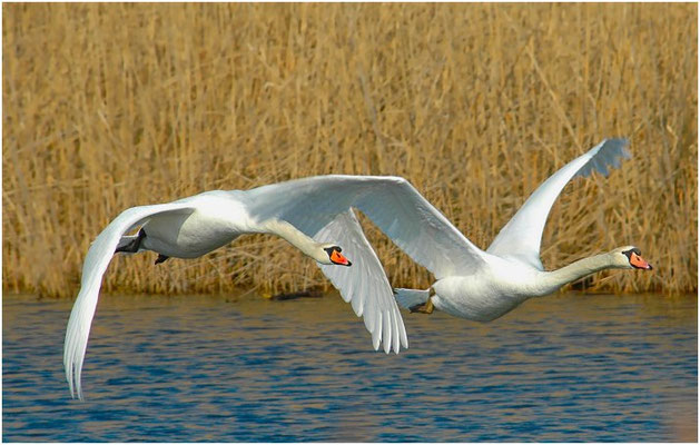 HÖCKERSCHWAN, MUTE SWAN, CYGNUS OLOR