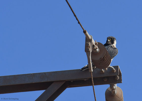 WANDERFALKE, PEREGRINE FALCON, FALCO PEREGRINUS